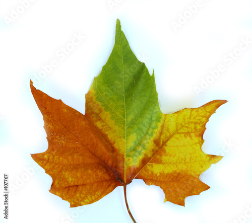 feuille morte