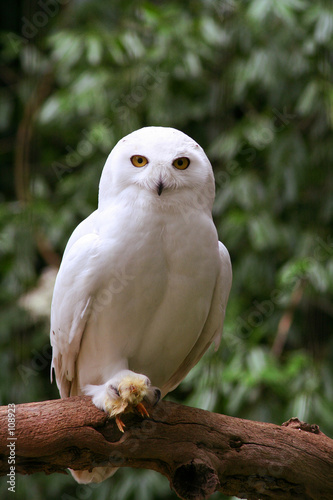chouette blanche photo