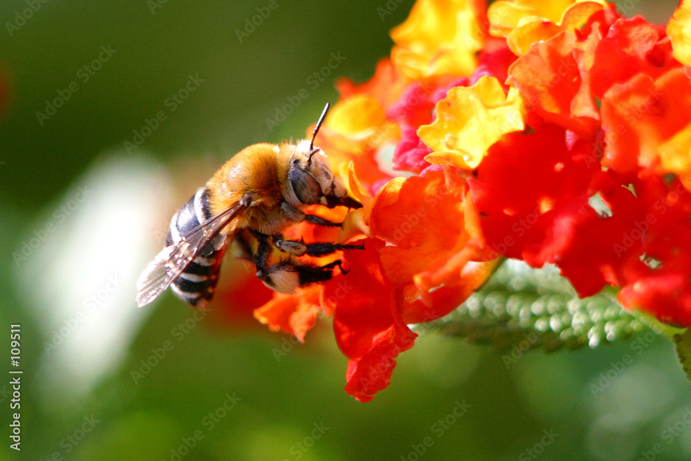 Naklejka premium abeja