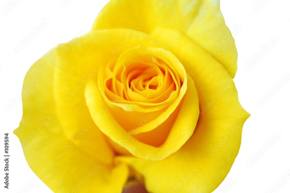 jaune jaune