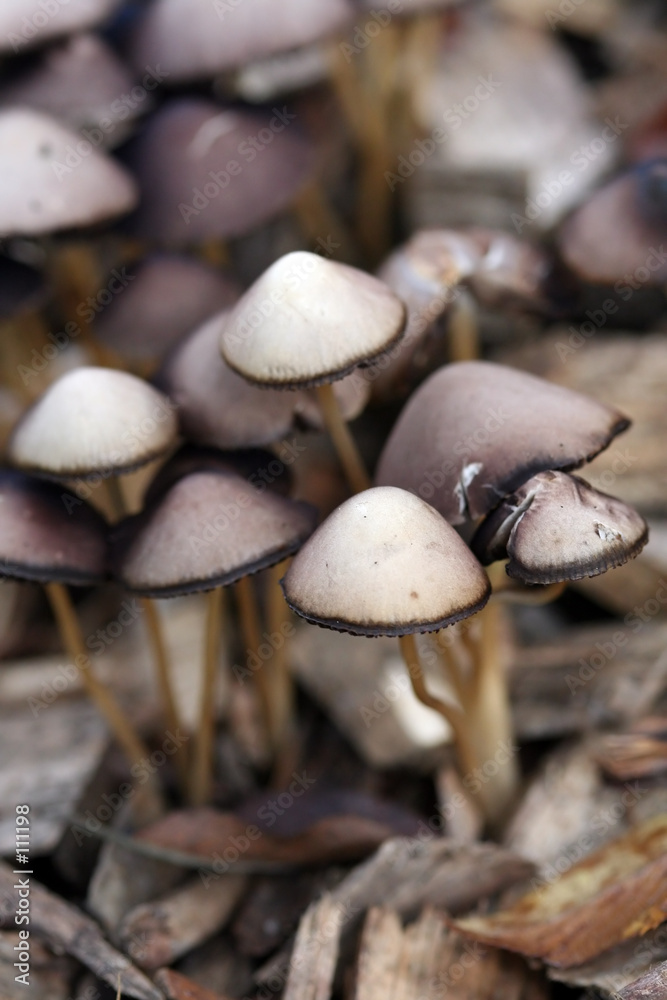 mushroom mushroom