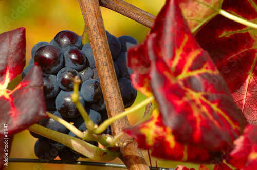 raisin d'automne