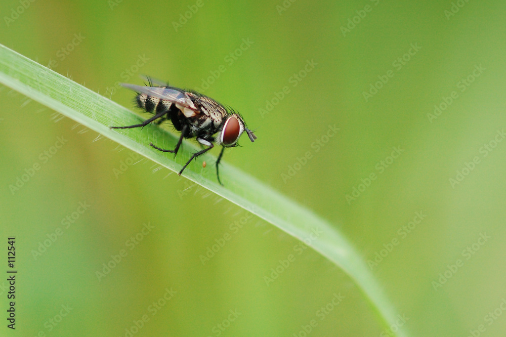fly 2