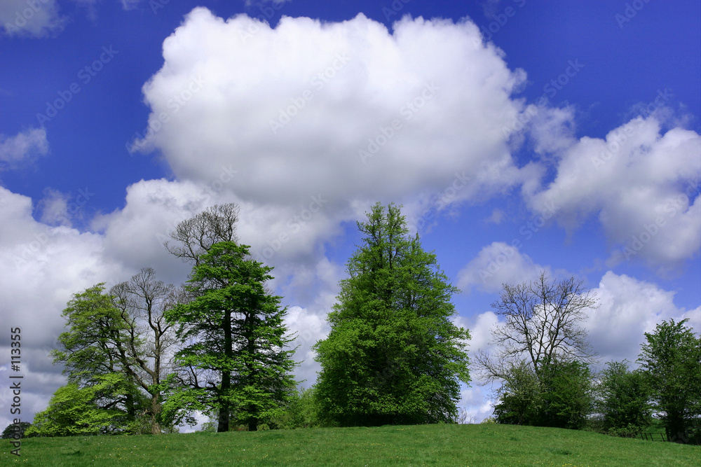 trees, sky and puffy white clouds. trees, sky and puffy white clouds.