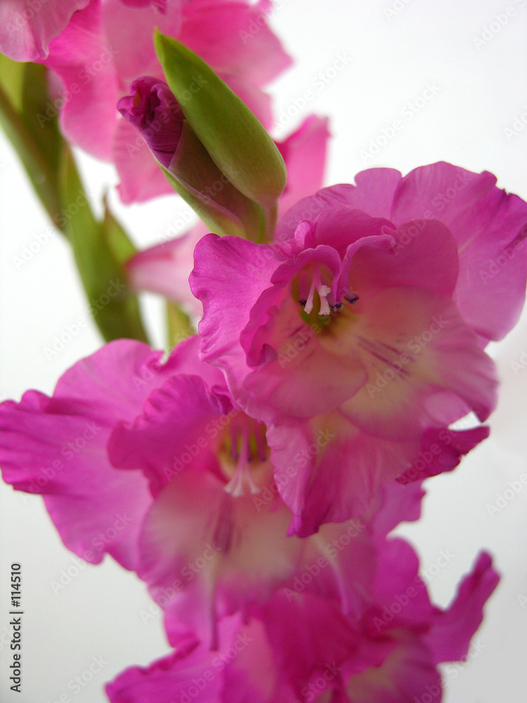 gladiolus_01