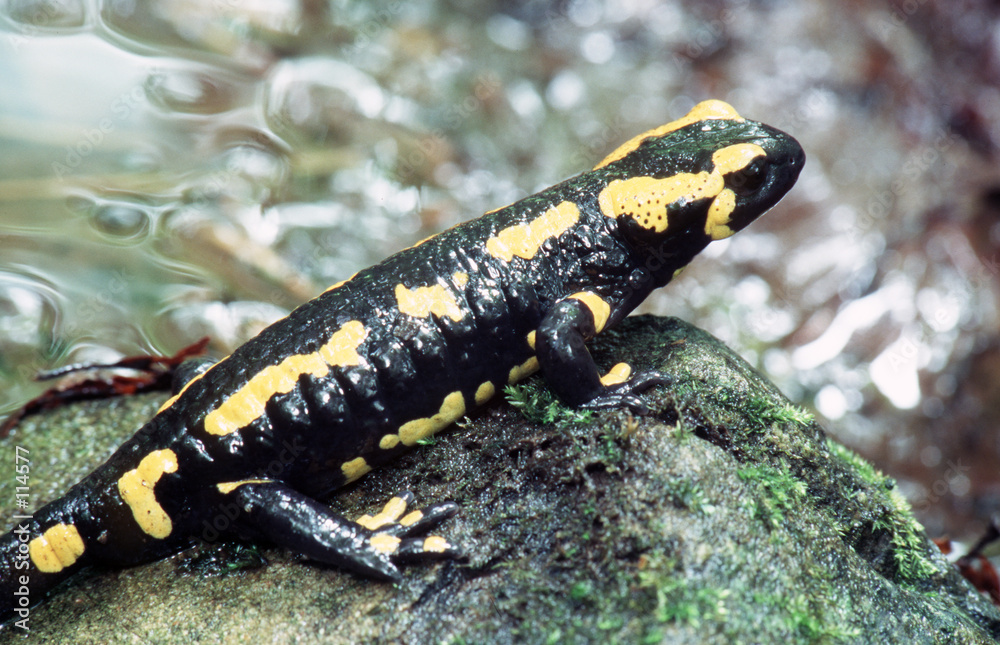 salamander salamander