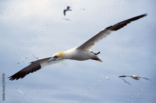 gannet