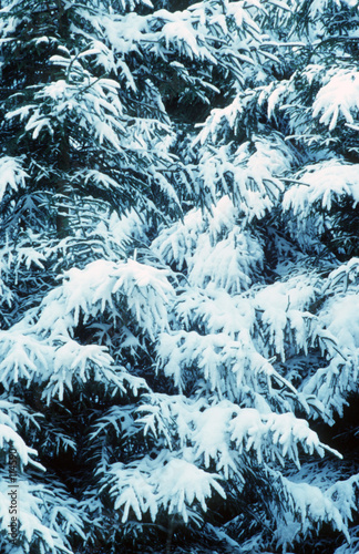 snow laden trees