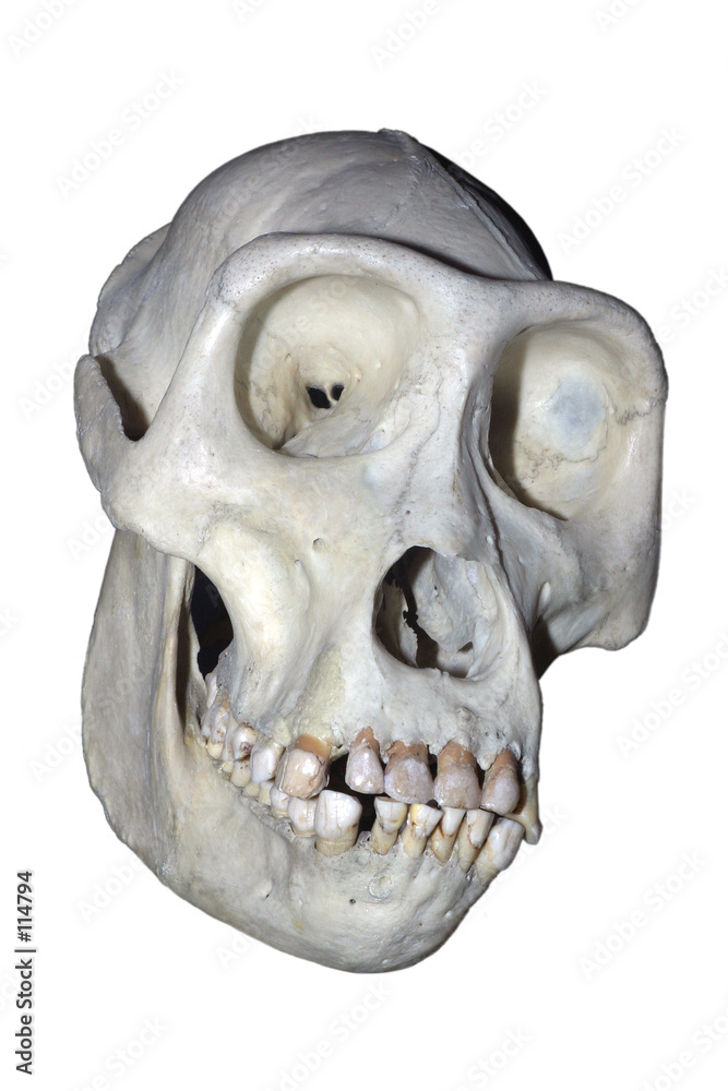 Naklejka premium chimpanzee skull