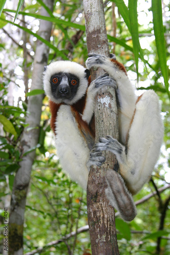 coquerel sifaka photo