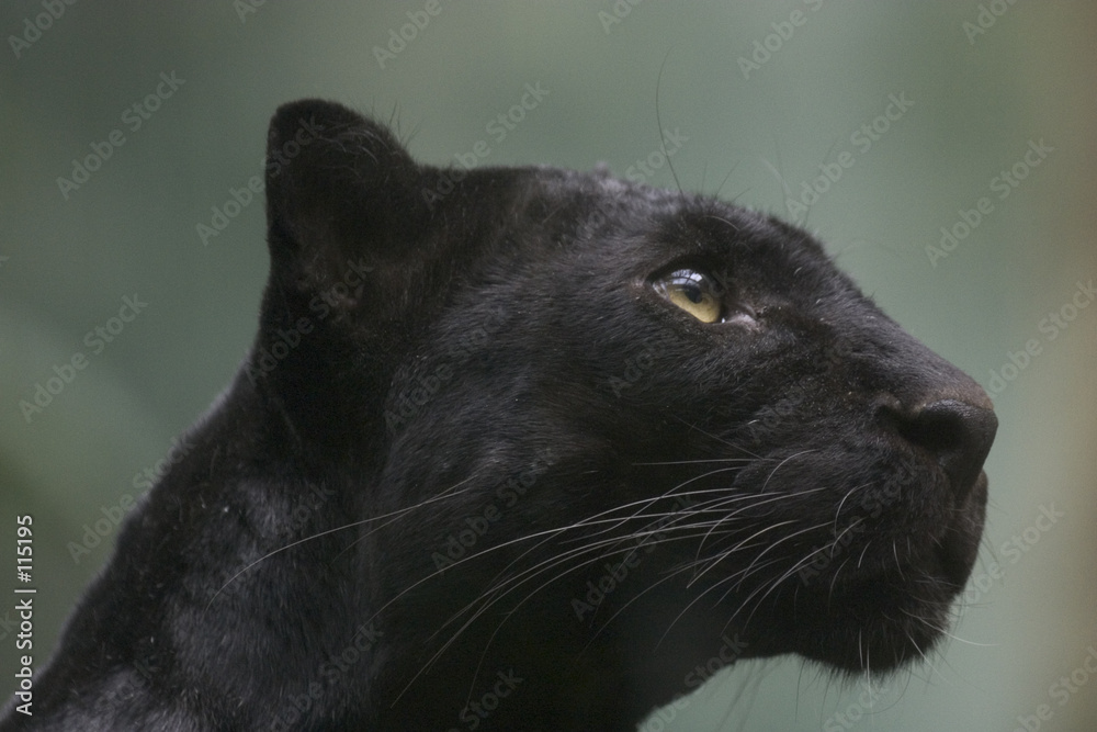 Naklejka premium black panther