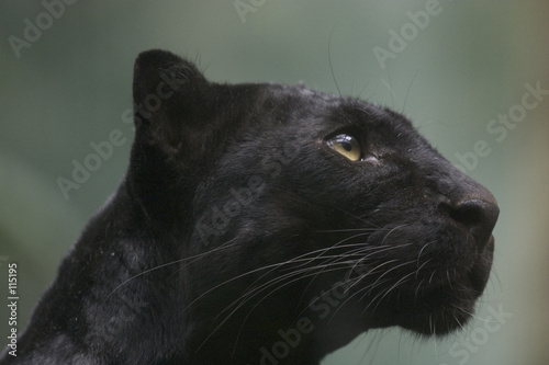 Stampa su tela black panther