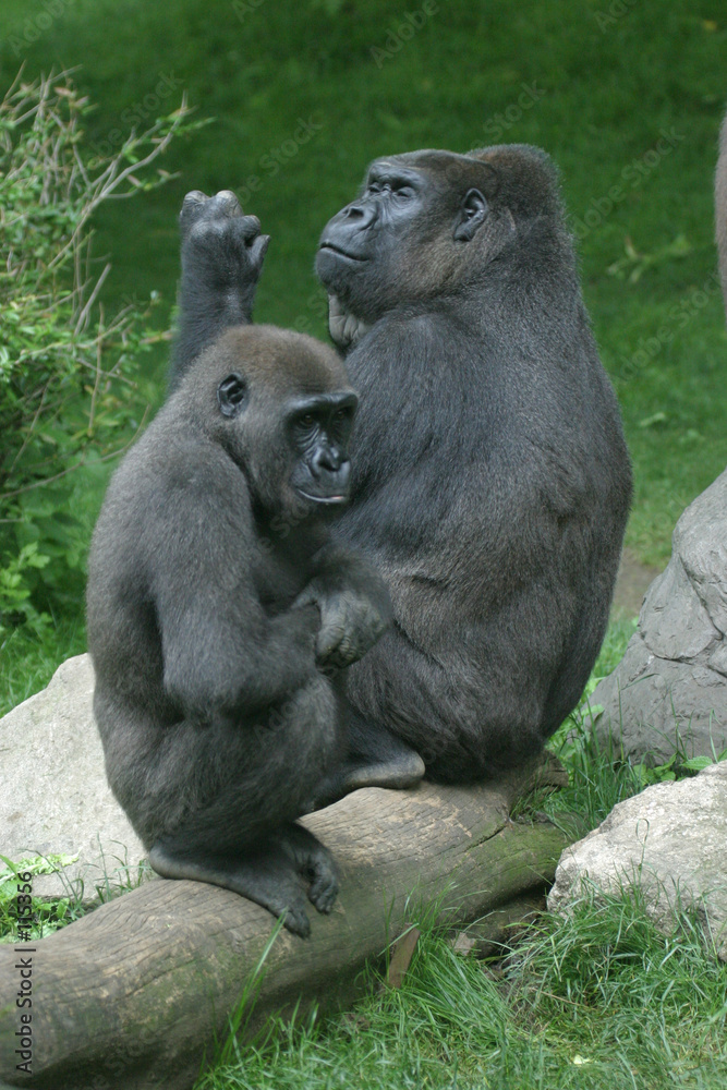 lowland gorilla