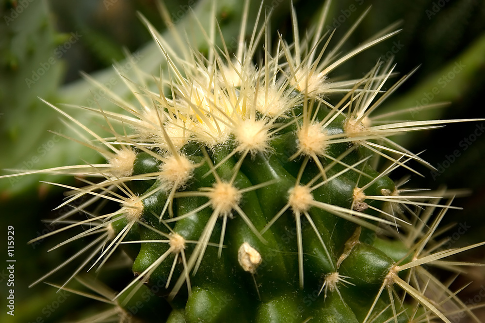 nature cactuse 01 nature cactuse 01