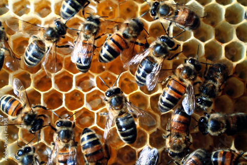 abeilles/cadre © Claude Calcagno