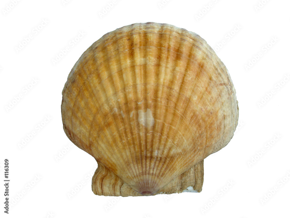 shell shell