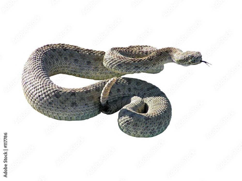Canvas Print rattle snake
