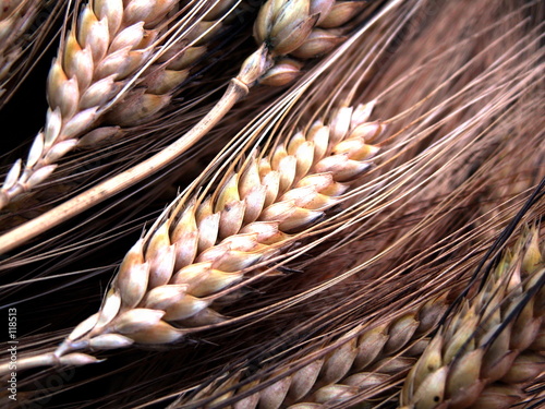 wheat