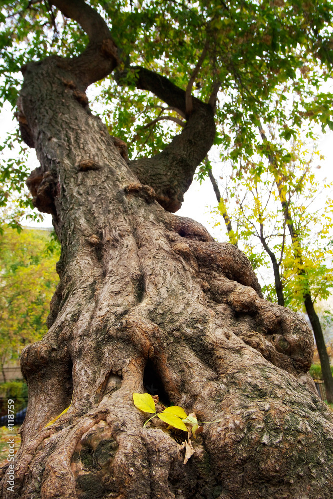 Obraz premium the begged tree during a leaf fall