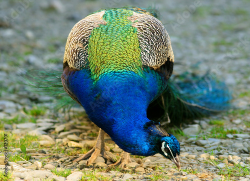 electric blue peacock,