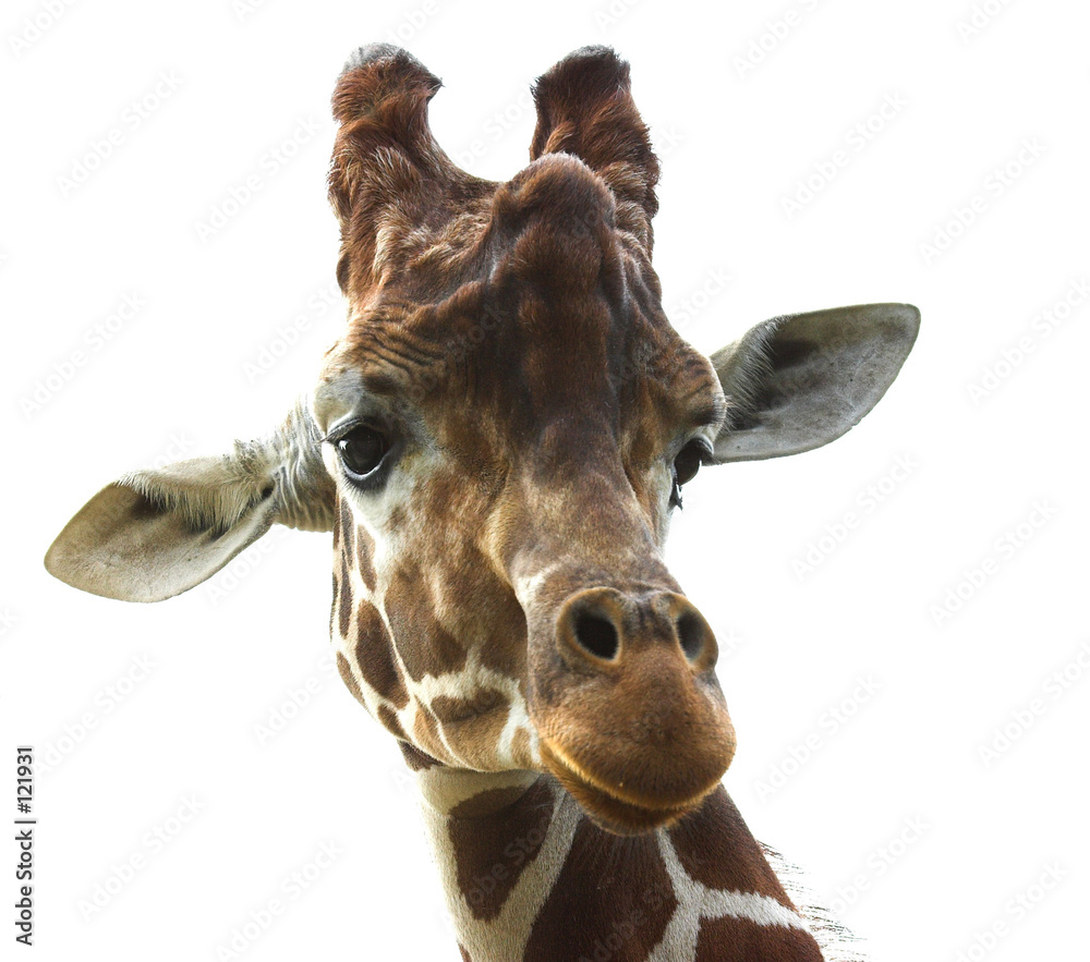 Naklejka premium giraffe