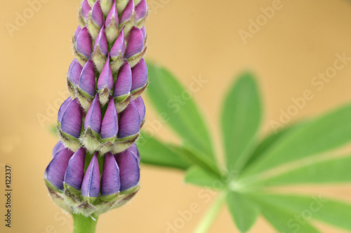 lupin01