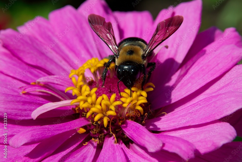 bee on a flower bee on a flower