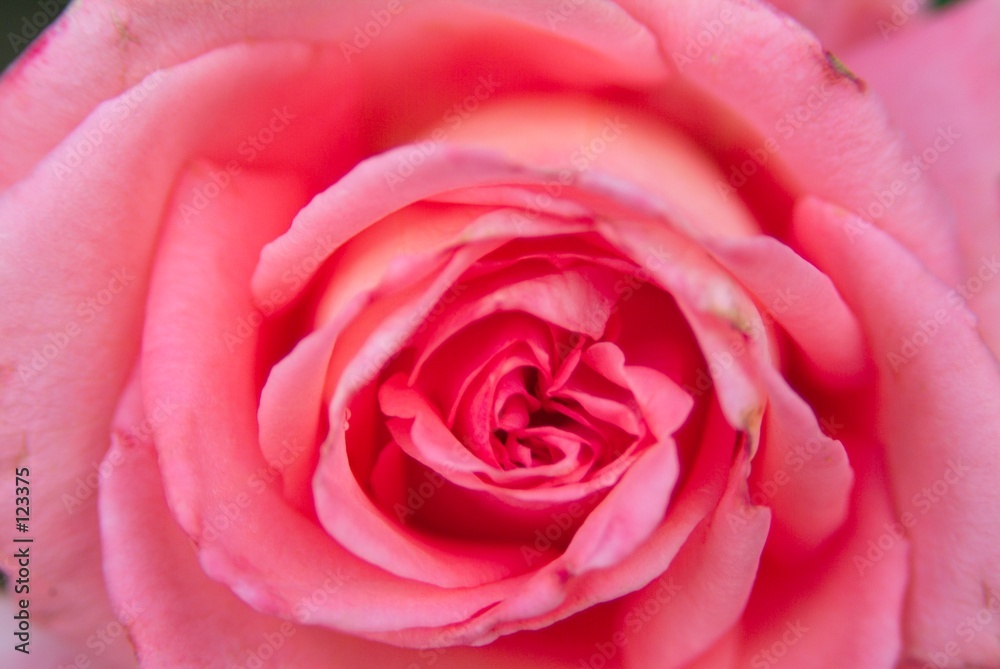 pink rose pink rose