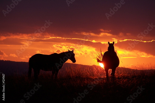 chevaux couché de soleil