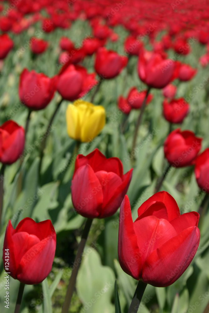 tulips