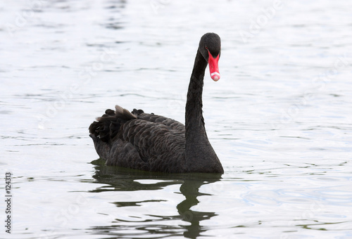 black swan