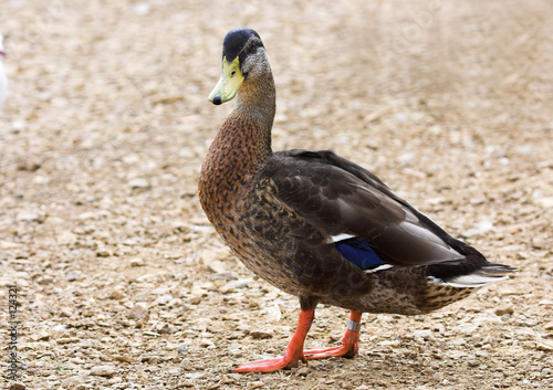 duck photo
