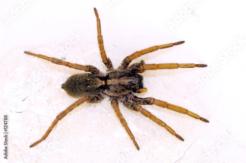 brown spider
