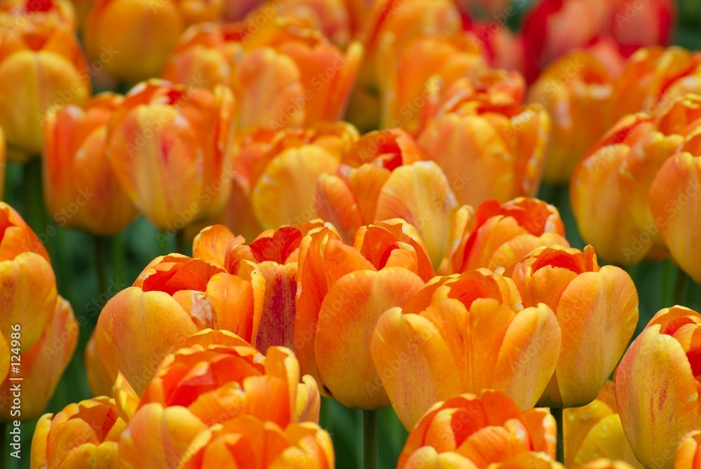 Fototapeta premium peach and orange tulips