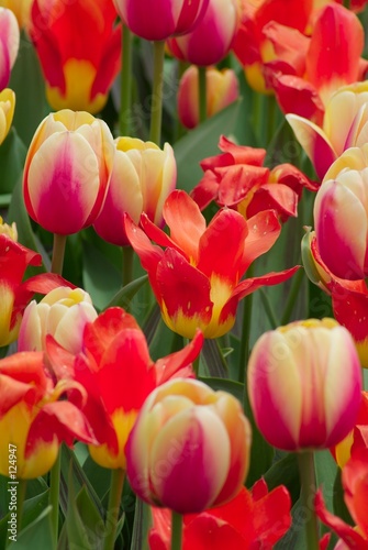red open tulip amid multi-colored tulips photo