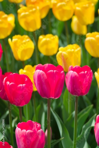 Fototapeta Naklejka Na Ścianę i Meble -  pink tulips