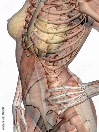 anatomy, transparant muscles with skeleton.