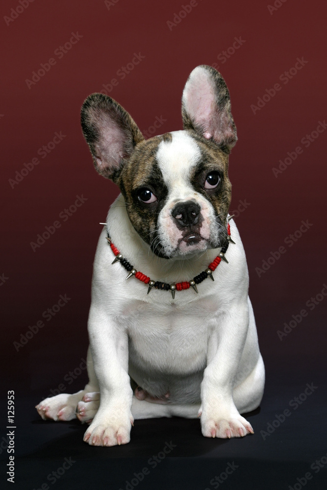 Fototapeta premium bouledogue francais