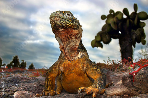 galapagos land iguana photo