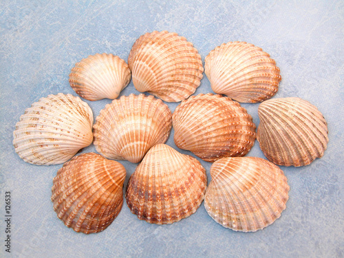 shells