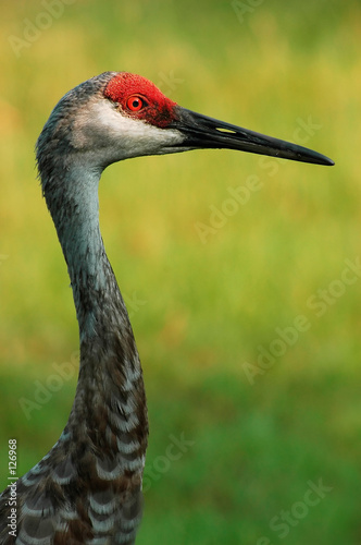 sandhill crane photo