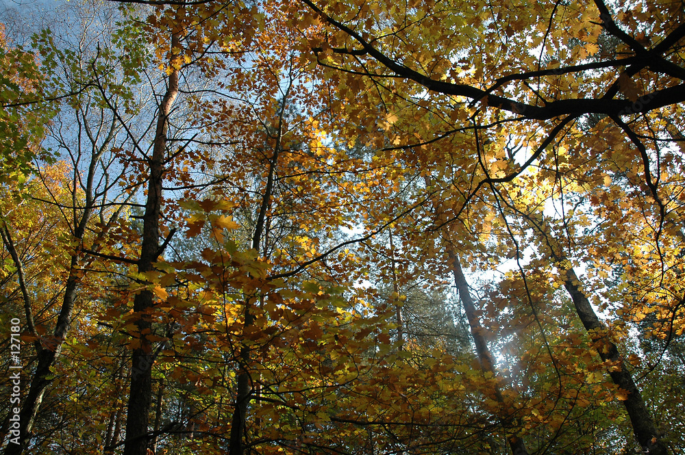 autumn forest autumn forest