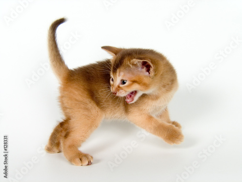 kitten