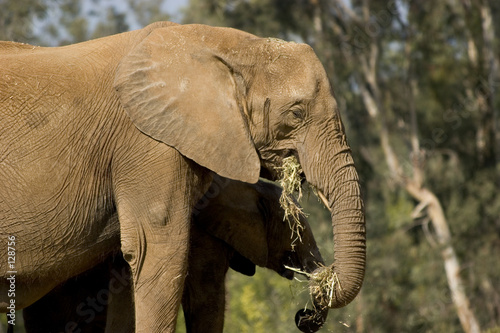 Photography elephants feeding on hay