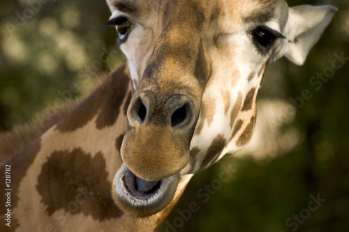 Photography happy giraffe