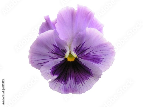 isolated lavender pansy