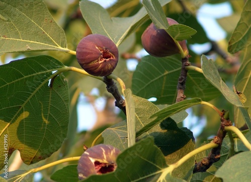 fig tree