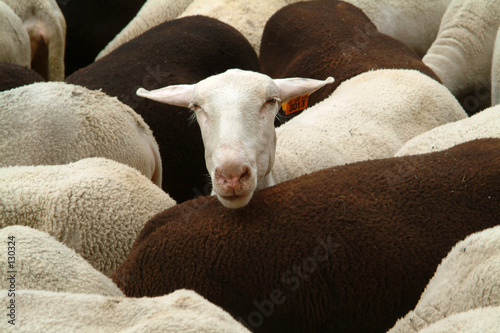 moutons