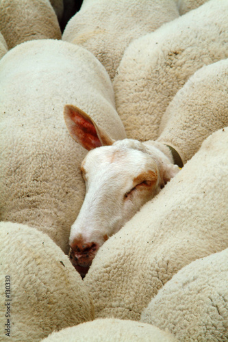 moutons