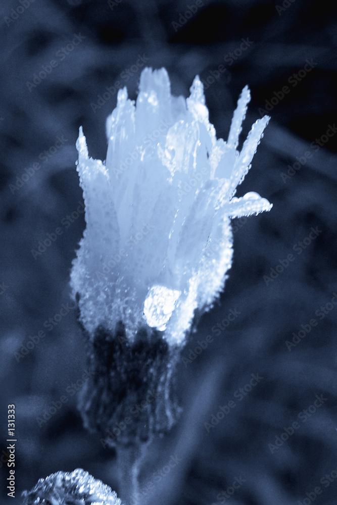 blue dandelion